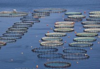 水產養殖APP開發功能介紹